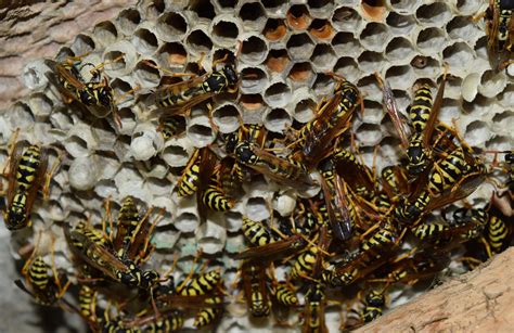 pest control rawtenstall|Pest Control Rawtenstall Wasp Nest Removal.